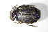  ( - GBOL_Col_FK_8780)  @14 [ ] CreativeCommons - Attribution Non-Commercial Share-Alike (2015) Unspecified SNSB, Zoologische Staatssammlung Muenchen