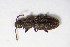  (Oryzaephilus surinamensis - GBOL_Col_FK_8794)  @14 [ ] CreativeCommons - Attribution Non-Commercial Share-Alike (2015) Unspecified SNSB, Zoologische Staatssammlung Muenchen