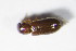  ( - GBOL_Col_FK_8796)  @12 [ ] CreativeCommons - Attribution Non-Commercial Share-Alike (2015) Unspecified SNSB, Zoologische Staatssammlung Muenchen