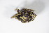 ( - GBOL_Col_FK_8829)  @12 [ ] CreativeCommons - Attribution Non-Commercial Share-Alike (2015) Unspecified SNSB, Zoologische Staatssammlung Muenchen