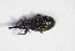  ( - GBOL_Col_FK_8846)  @13 [ ] CreativeCommons - Attribution Non-Commercial Share-Alike (2015) Unspecified SNSB, Zoologische Staatssammlung Muenchen