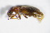  ( - GBOL_Col_FK_8847)  @13 [ ] CreativeCommons - Attribution Non-Commercial Share-Alike (2015) Unspecified SNSB, Zoologische Staatssammlung Muenchen