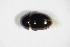  (Olibrus flavicornis - GBOL_Col_FK_8851)  @13 [ ] CreativeCommons - Attribution Non-Commercial Share-Alike (2015) Unspecified SNSB, Zoologische Staatssammlung Muenchen