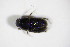 ( - GBOL_Col_FK_8856)  @11 [ ] CreativeCommons - Attribution Non-Commercial Share-Alike (2015) Unspecified SNSB, Zoologische Staatssammlung Muenchen