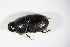  ( - GBOL_Col_FK_8867)  @11 [ ] CreativeCommons - Attribution Non-Commercial Share-Alike (2015) Unspecified SNSB, Zoologische Staatssammlung Muenchen