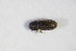  ( - GBOL_Col_FK_8901)  @11 [ ] CreativeCommons - Attribution Non-Commercial Share-Alike (2015) Unspecified SNSB, Zoologische Staatssammlung Muenchen