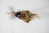  ( - GBOL_Col_FK_8908)  @12 [ ] CreativeCommons - Attribution Non-Commercial Share-Alike (2015) Unspecified SNSB, Zoologische Staatssammlung Muenchen