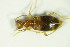  ( - GBOL_Col_FK_8932)  @12 [ ] CreativeCommons - Attribution Non-Commercial Share-Alike (2015) Unspecified SNSB, Zoologische Staatssammlung Muenchen