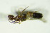  ( - GBOL_Col_FK_8937)  @12 [ ] CreativeCommons - Attribution Non-Commercial Share-Alike (2015) Unspecified SNSB, Zoologische Staatssammlung Muenchen