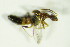  (Myrmecocephalus concinnus - GBOL_Col_FK_8938)  @12 [ ] CreativeCommons - Attribution Non-Commercial Share-Alike (2015) Unspecified SNSB, Zoologische Staatssammlung Muenchen