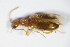  ( - GBOL_Col_FK_8948)  @13 [ ] CreativeCommons - Attribution Non-Commercial Share-Alike (2015) Unspecified SNSB, Zoologische Staatssammlung Muenchen