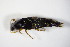  ( - GBOL_Col_FK_8977)  @11 [ ] CreativeCommons - Attribution Non-Commercial Share-Alike (2015) Unspecified SNSB, Zoologische Staatssammlung Muenchen
