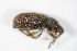  ( - GBOL_Col_FK_8979)  @12 [ ] CreativeCommons - Attribution Non-Commercial Share-Alike (2015) Unspecified SNSB, Zoologische Staatssammlung Muenchen