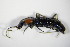  ( - GBOL_Col_FK_8991)  @11 [ ] CreativeCommons - Attribution Non-Commercial Share-Alike (2015) Unspecified SNSB, Zoologische Staatssammlung Muenchen