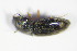  ( - GBOL_Col_FK_9023)  @12 [ ] CreativeCommons - Attribution Non-Commercial Share-Alike (2015) Unspecified SNSB, Zoologische Staatssammlung Muenchen