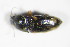  ( - GBOL_Col_FK_9024)  @12 [ ] CreativeCommons - Attribution Non-Commercial Share-Alike (2015) Unspecified SNSB, Zoologische Staatssammlung Muenchen
