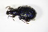  (Otiorhynchus nodosus - GBOL_Col_FK_9074)  @13 [ ] CreativeCommons - Attribution Non-Commercial Share-Alike (2015) Unspecified SNSB, Zoologische Staatssammlung Muenchen