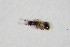  (Trimium aemonae - GBOL_Col_FK_9086)  @12 [ ] CreativeCommons - Attribution Non-Commercial Share-Alike (2015) Unspecified SNSB, Zoologische Staatssammlung Muenchen
