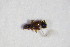  ( - GBOL_Col_FK_9106)  @11 [ ] CreativeCommons - Attribution Non-Commercial Share-Alike (2015) Unspecified SNSB, Zoologische Staatssammlung Muenchen