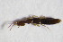  ( - GBOL_Col_FK_9118)  @11 [ ] CreativeCommons - Attribution Non-Commercial Share-Alike (2015) Unspecified SNSB, Zoologische Staatssammlung Muenchen