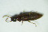  ( - GBOL_Col_FK_9188)  @11 [ ] CreativeCommons - Attribution Non-Commercial Share-Alike (2015) Unspecified SNSB, Zoologische Staatssammlung Muenchen