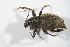  ( - GBOL_Col_FK_09234)  @13 [ ] CreativeCommons - Attribution Non-Commercial Share-Alike (2015) Unspecified SNSB, Zoologische Staatssammlung Muenchen