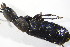  ( - GBOL_Col_FK_09235)  @11 [ ] CreativeCommons - Attribution Non-Commercial Share-Alike (2015) Unspecified SNSB, Zoologische Staatssammlung Muenchen