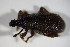  ( - GBOL_Col_FK_4509)  @12 [ ] CreativeCommons - Attribution Non-Commercial Share-Alike (2015) Unspecified SNSB, Zoologische Staatssammlung Muenchen