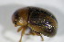  ( - GBOL_Col_FK_4525)  @12 [ ] CreativeCommons - Attribution Non-Commercial Share-Alike (2015) Unspecified SNSB, Zoologische Staatssammlung Muenchen