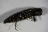  ( - GBOL_Col_FK_4546)  @11 [ ] CreativeCommons - Attribution Non-Commercial Share-Alike (2015) Unspecified SNSB, Zoologische Staatssammlung Muenchen