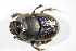  ( - GBOL_Col_FK_09266)  @13 [ ] CreativeCommons - Attribution Non-Commercial Share-Alike (2015) Unspecified SNSB, Zoologische Staatssammlung Muenchen