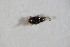  (Chrysolina purpurascens - GBOL_Col_FK_10189)  @11 [ ] CreativeCommons - Attribution Non-Commercial Share-Alike (2015) Unspecified SNSB, Zoologische Staatssammlung Muenchen