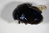  ( - GBOL_Col_FK_4488)  @11 [ ] CreativeCommons - Attribution Non-Commercial Share-Alike (2015) Unspecified SNSB, Zoologische Staatssammlung Muenchen