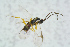  ( - BC-ZSM-HYM-27734-G01)  @12 [ ] CreativeCommons - Attribution Non-Commercial Share-Alike (2015) Stefan Schmidt SNSB, Zoologische Staatssammlung Muenchen