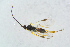  ( - BC-ZSM-HYM-27734-G03)  @12 [ ] CreativeCommons - Attribution Non-Commercial Share-Alike (2015) Stefan Schmidt SNSB, Zoologische Staatssammlung Muenchen