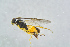  ( - BC-ZSM-HYM-27734-G05)  @13 [ ] CreativeCommons - Attribution Non-Commercial Share-Alike (2015) Stefan Schmidt SNSB, Zoologische Staatssammlung Muenchen