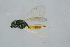  ( - BC-ZSM-HYM-27734-H02)  @12 [ ] CreativeCommons - Attribution Non-Commercial Share-Alike (2015) Stefan Schmidt SNSB, Zoologische Staatssammlung Muenchen