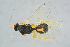  ( - BC-ZSM-HYM-27734-H08)  @13 [ ] CreativeCommons - Attribution Non-Commercial Share-Alike (2015) Stefan Schmidt SNSB, Zoologische Staatssammlung Muenchen