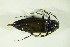  ( - GBOL07337)  @11 [ ] CreativeCommons - Attribution Non-Commercial Share-Alike (2015) Unspecified SNSB, Zoologische Staatssammlung Muenchen