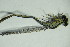  ( - GBOL05470)  @12 [ ] CreativeCommons - Attribution Non-Commercial Share-Alike (2015) Unspecified SNSB, Zoologische Staatssammlung Muenchen