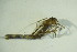  ( - GBOL09315)  @11 [ ] CreativeCommons - Attribution Non-Commercial Share-Alike (2015) Unspecified SNSB, Zoologische Staatssammlung Muenchen