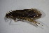  ( - GBOL11721)  @12 [ ] CreativeCommons - Attribution Non-Commercial Share-Alike (2015) Unspecified SNSB, Zoologische Staatssammlung Muenchen