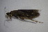  ( - GBOL11738)  @12 [ ] CreativeCommons - Attribution Non-Commercial Share-Alike (2015) Unspecified SNSB, Zoologische Staatssammlung Muenchen