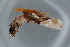  ( - GBOL17407)  @12 [ ] CreativeCommons - Attribution Non-Commercial Share-Alike (2015) Unspecified SNSB, Zoologische Staatssammlung Muenchen
