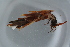  ( - GBOL17410)  @12 [ ] CreativeCommons - Attribution Non-Commercial Share-Alike (2015) Unspecified SNSB, Zoologische Staatssammlung Muenchen