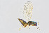  ( - BC-ZSM-HYM-20769-B04)  @12 [ ] CreativeCommons - Attribution Non-Commercial Share-Alike (2014) Stefan Schmidt SNSB, Zoologische Staatssammlung Muenchen
