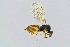  (Elachertus inunctus - BC-ZSM-HYM-20769-D12)  @14 [ ] CreativeCommons - Attribution Non-Commercial Share-Alike (2014) Stefan Schmidt SNSB, Zoologische Staatssammlung Muenchen