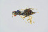  ( - BC-ZSM-HYM-20769-F09)  @12 [ ] CreativeCommons - Attribution Non-Commercial Share-Alike (2014) Stefan Schmidt SNSB, Zoologische Staatssammlung Muenchen
