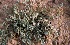  (Astragalus tribuloides - GBFZ-14)  @11 [ ] Unspecified (default): All Rights Reserved (2020) Gulmeena BUITEMS