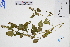  (Ajuga nipponensis - GBA-DWQGZ1)  @11 [ ] by-nc-sa  Xue-Jun Ge Herbarium of South China Botanical Garden